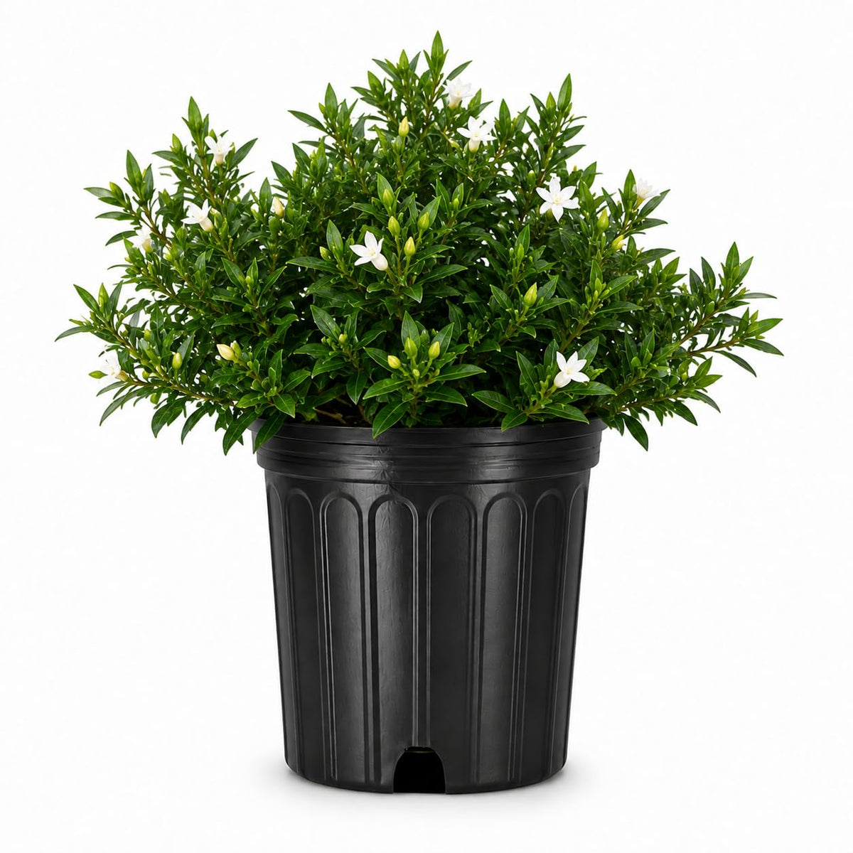 2 Extra Large 3 Gallon Frostproof Gardenia Jasminoides Fragrant Evergreen Shrub Z7892